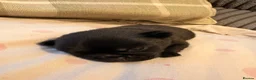 Jug dogs for sale: Stunning Jug Puppy - Advert 5