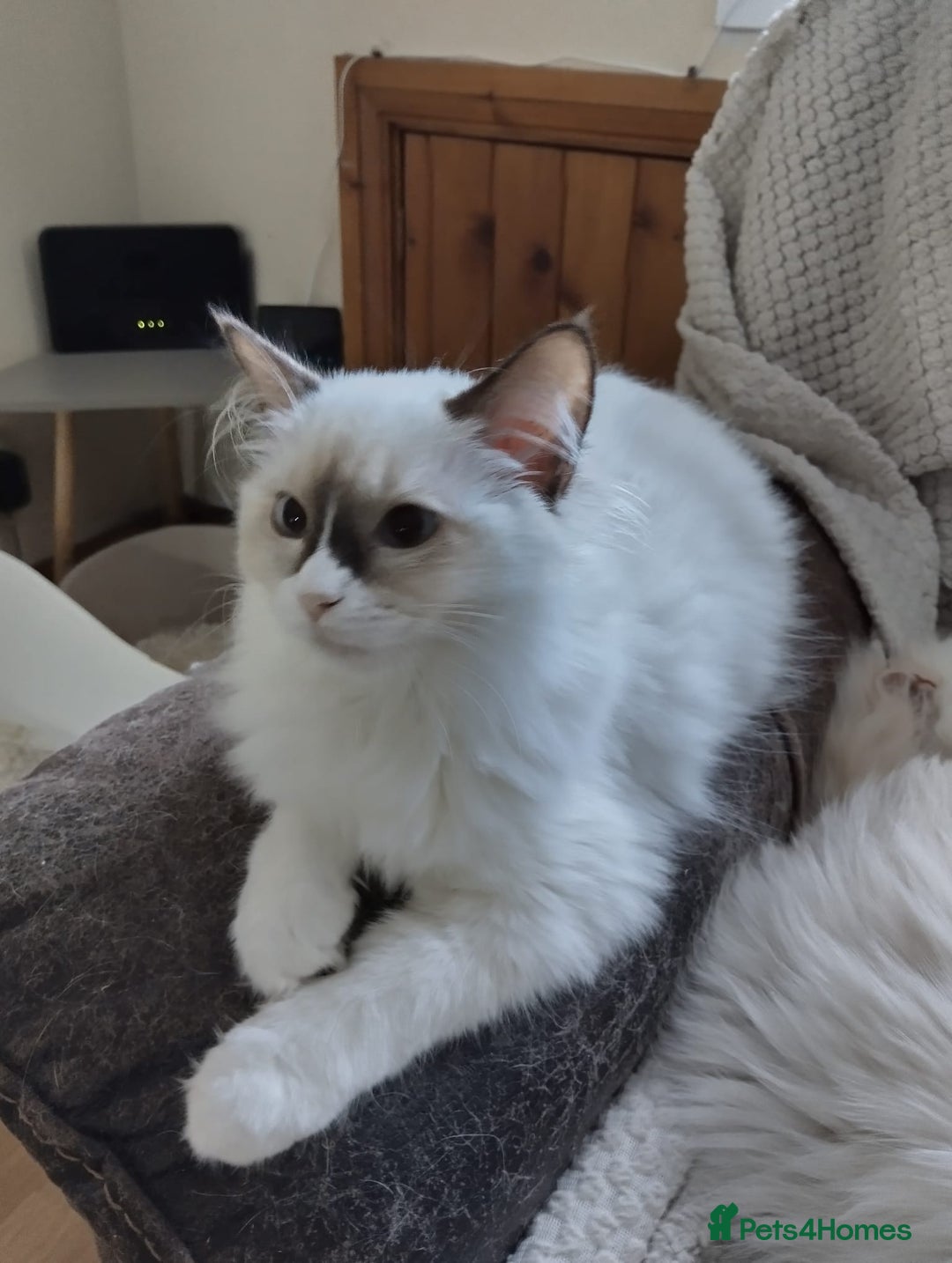Ragdoll cats for sale: GCCF Chocolate Point with White Bi-color Kittens - Advert 25