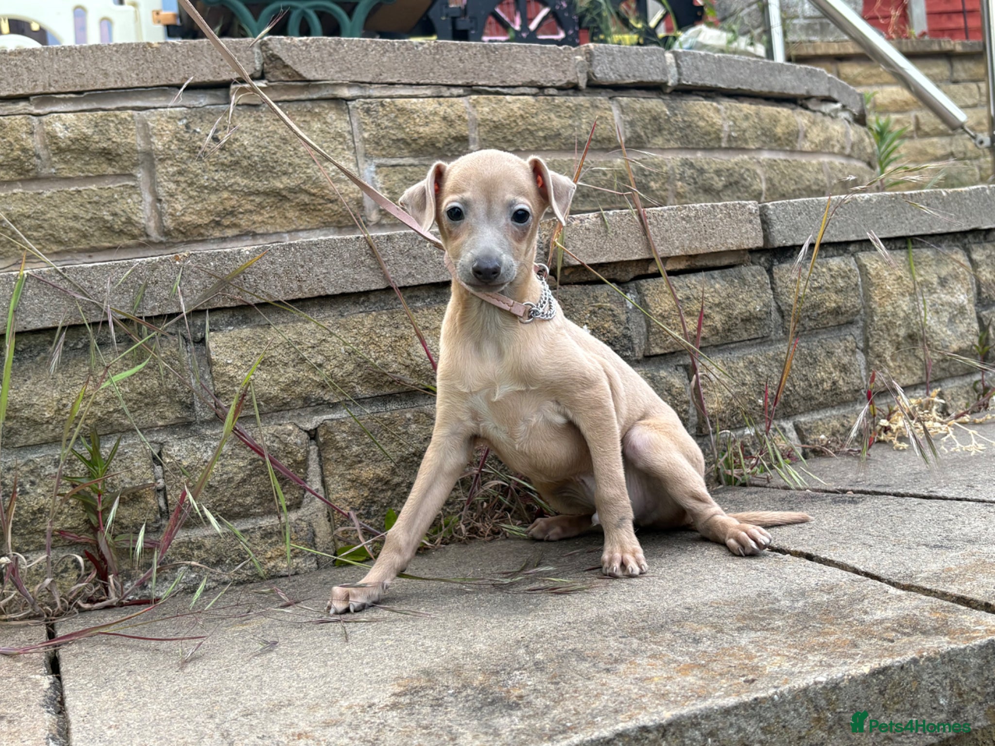 Italian Greyhound dogs 1 KC Reg. Fawn boy available now - Advert 13