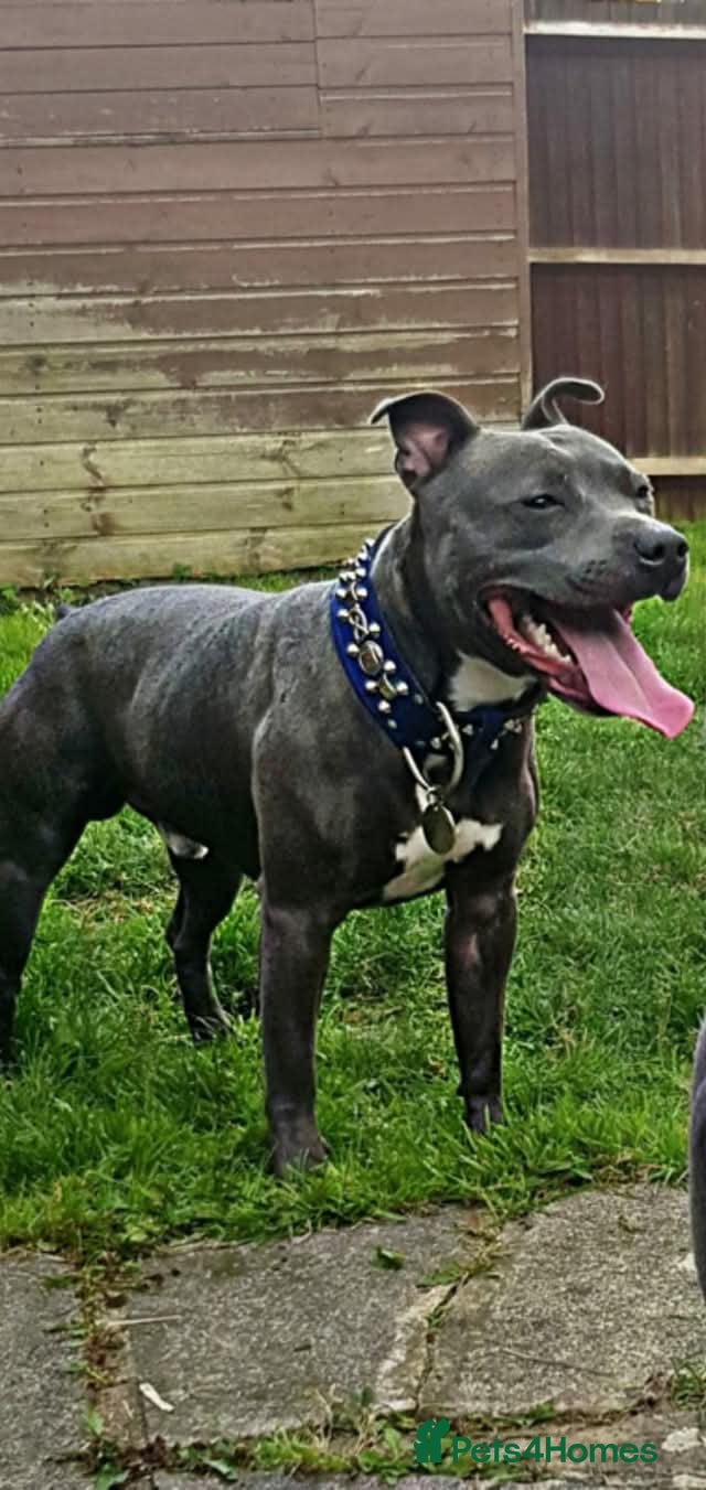 Staffordshire Bull Terrier dogs Blue fully healthy tested. Limited time only  - Advert 4