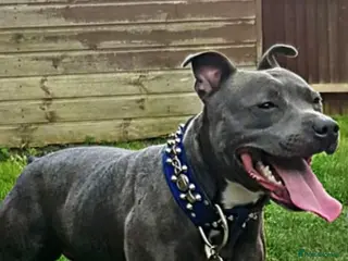 Staffordshire Bull Terrier dogs Blue fully healthy tested. Limited time only - Advert 4