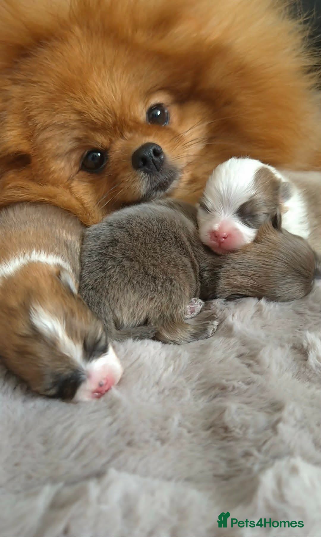 Pomeranian dogs High Quality Show Pomeranian puppies Champion Mum - Advert 11