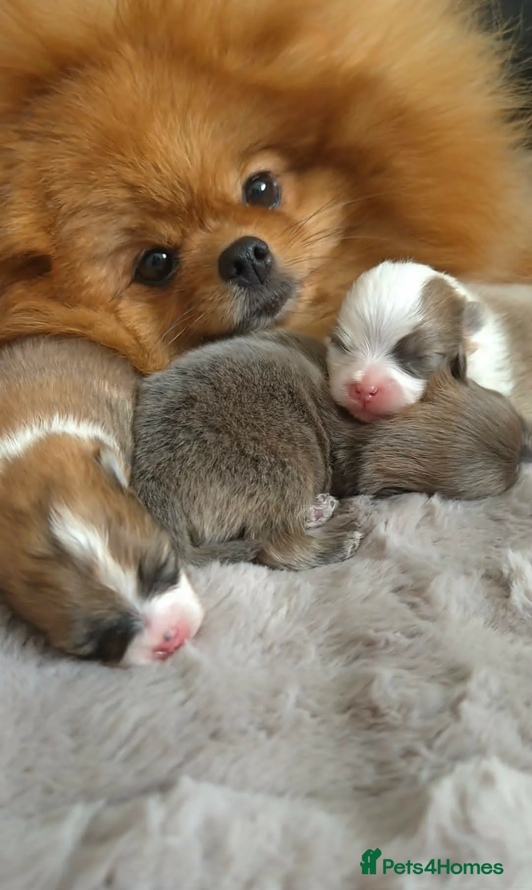 Pomeranian dogs for sale: High Quality Show Pomeranian puppies Champion Mum - Advert 1