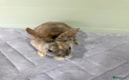 Rex rabbits for sale: Mini Rex's ‼️NOW AVAILABLE ‼️ 9 weeks old  - Advert 16