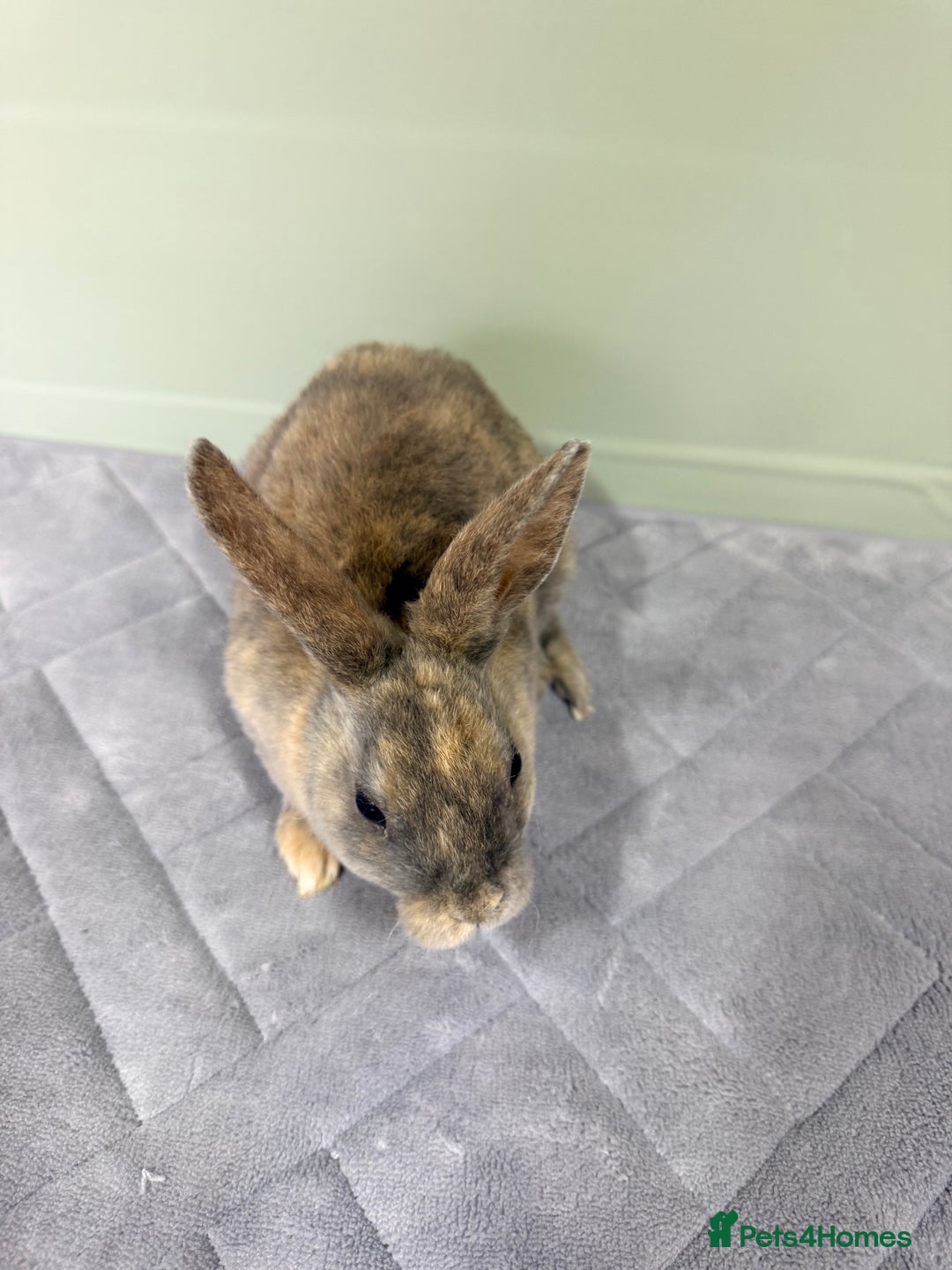 Rex rabbits for sale: Mini Rex's ‼️NOW AVAILABLE ‼️ 9 weeks old  - Advert 16