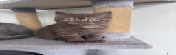 Scottish Fold cats for sale: British shorthair and Scottish straight mix  - Advert 6