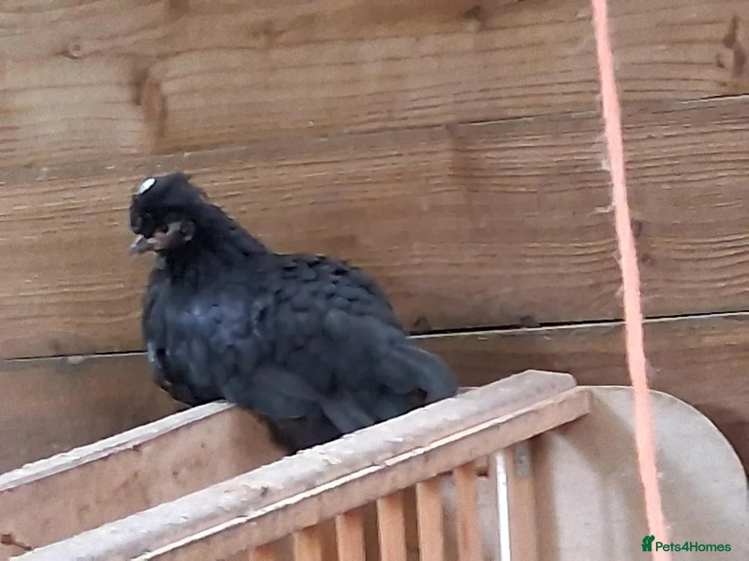 Mixed Breed poultry for sale: Polish x bantams £20 each. - Advert 2