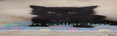 Green collar 