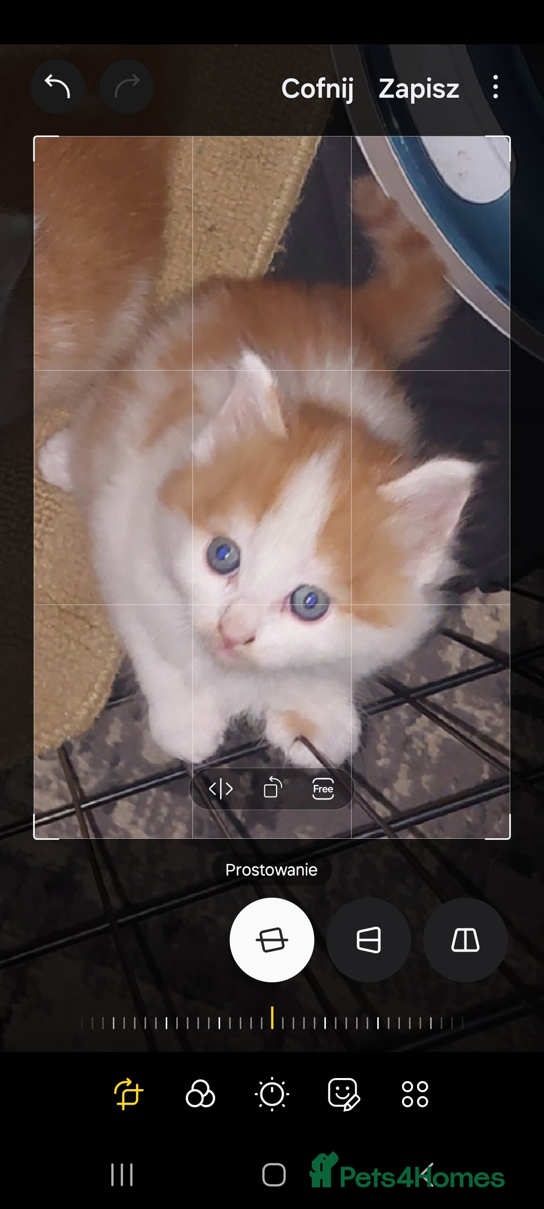 Mixed Breed cats for sale: 2 fluffy ginger boys  - Advert 6