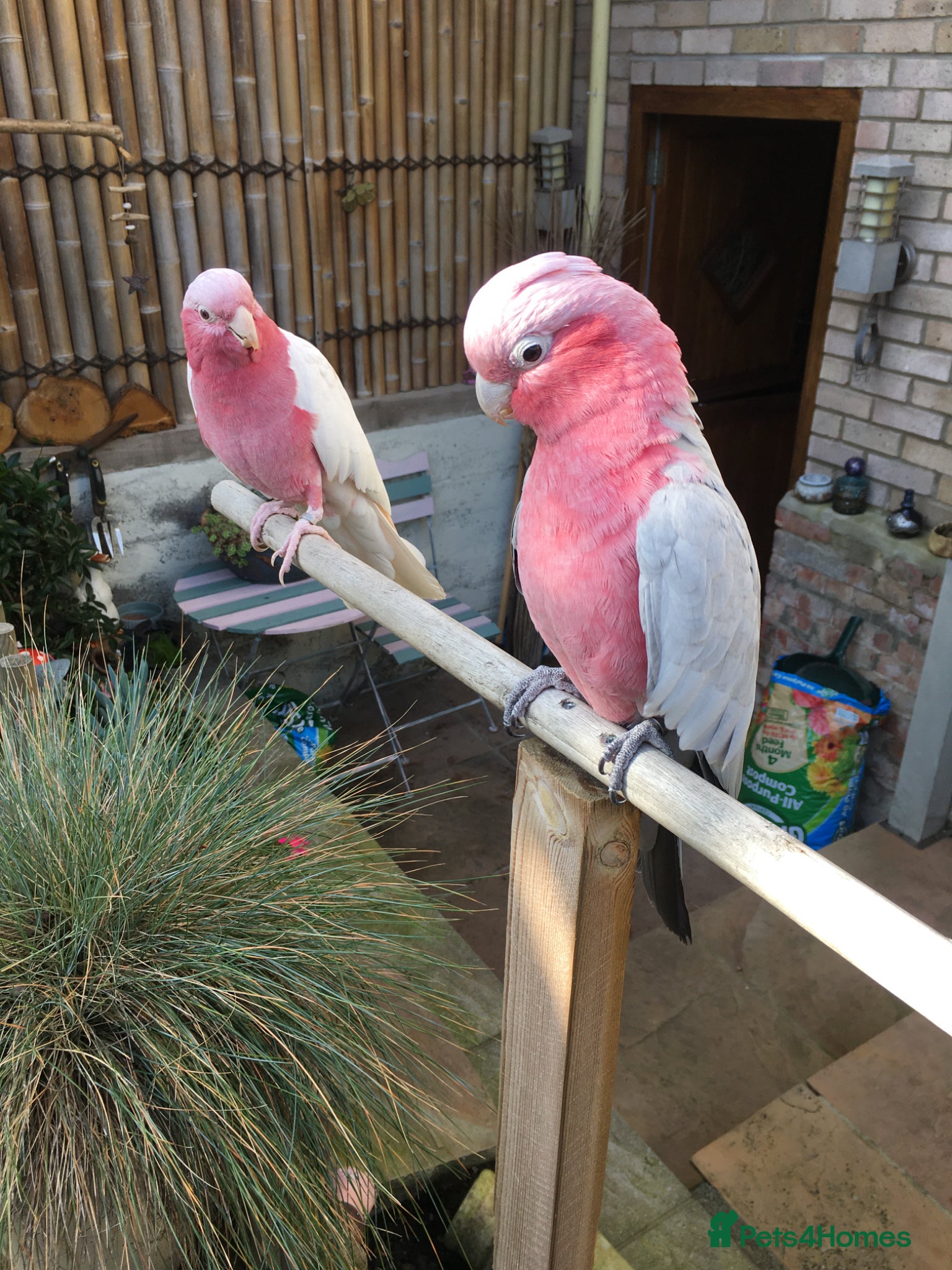 Cockatoo birds for sale: Male & female Galah in Harwich - Advert 3