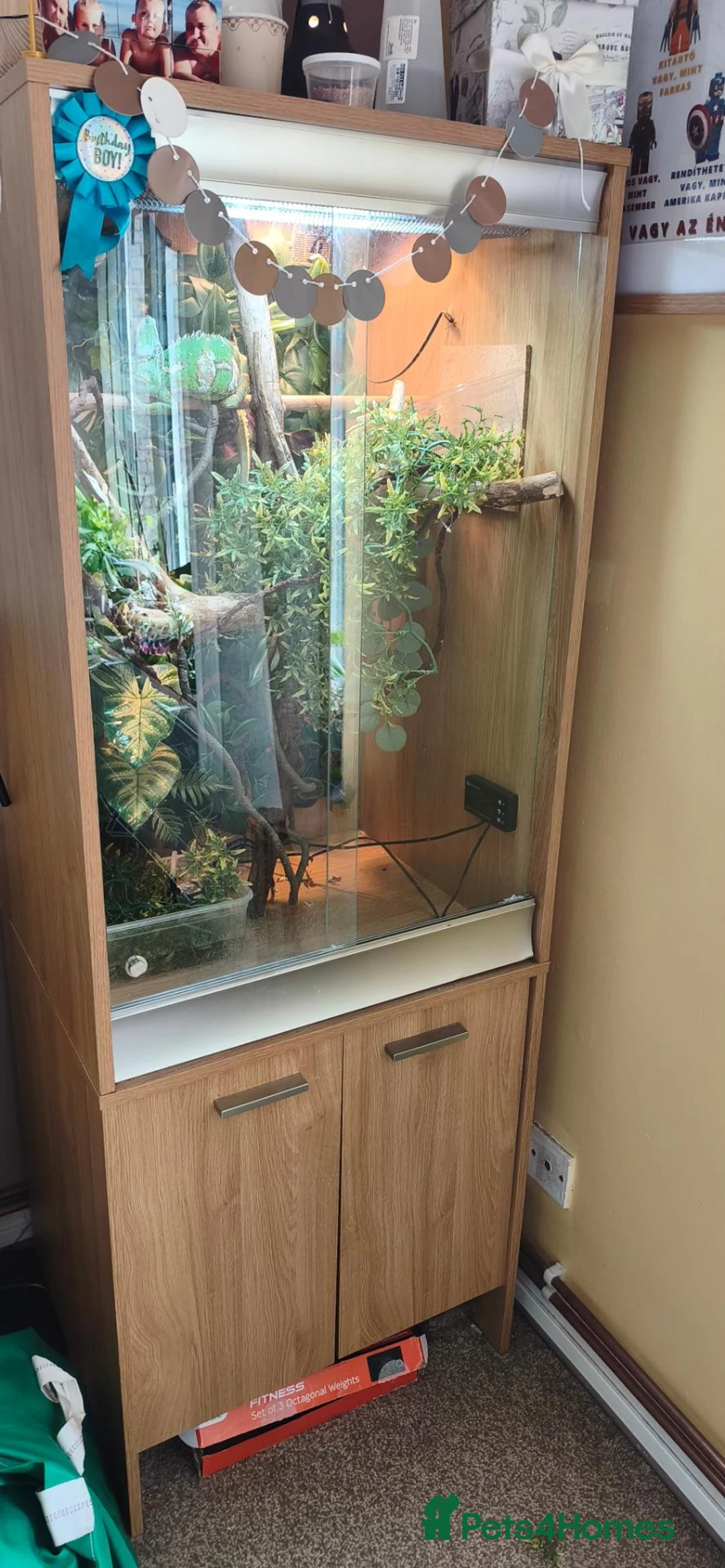 Chameleon reptiles for sale: Chameleon  - Advert 2