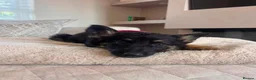 German Shepherd dogs for sale: 5 German shepherd puppy’s  - Advert 4