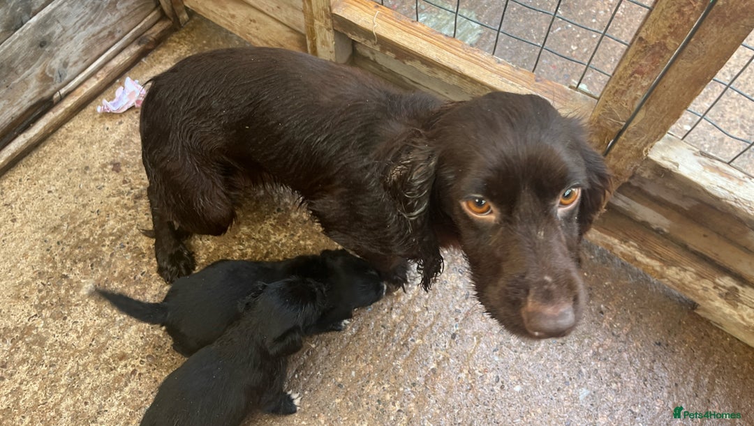 Mixed Breed dogs for sale: Pups for sale  - Image 8