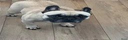 French Bulldog dogs for sale: Loving Home Wanted - Frenchie  - Advert 3