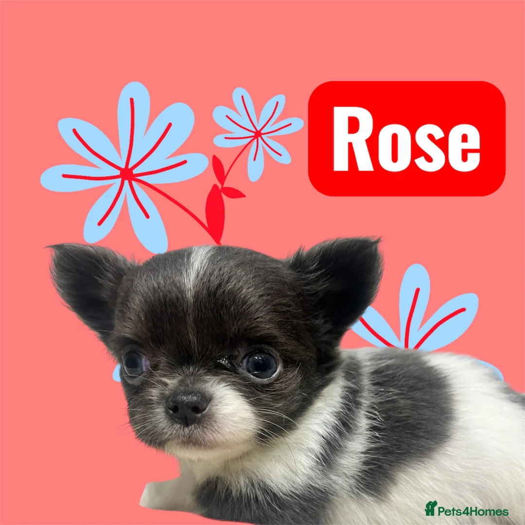 Chihuahua dogs for sale: Lovely fluffy Chihuahua 💕 boys & girls - Advert 8