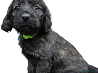 Goldendoodle dogs Outstanding F1 Goldendoodle Puppies - Advert 8