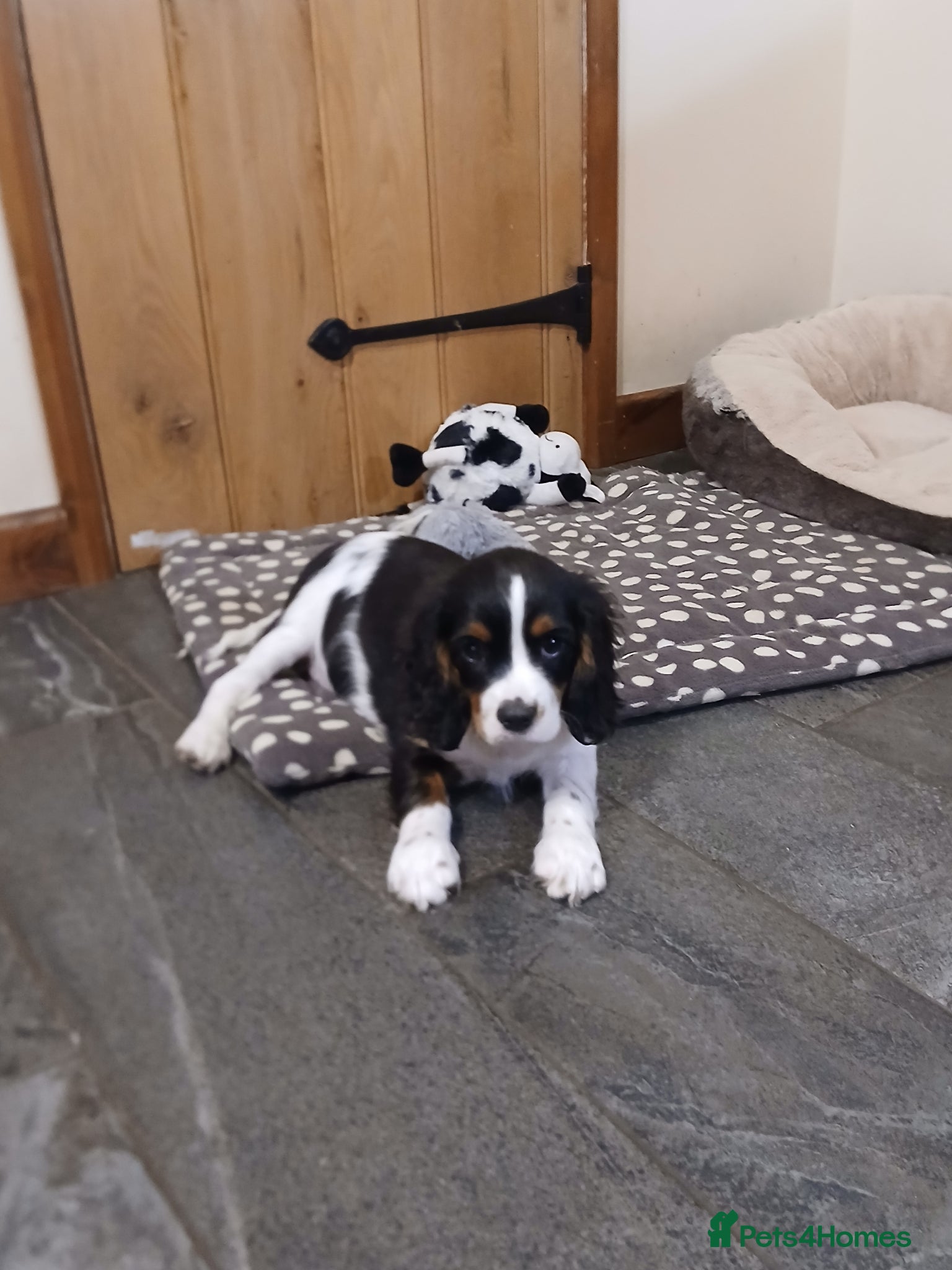 Cavalier King Charles Spaniel dogs LAST Fully vaccinated BOY - Advert 1