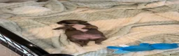 Chihuahua dogs for sale: Smooth Coat Chihuahua Puppies - Advert 4