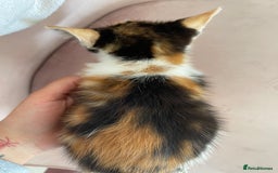 British Longhair cats for sale: 5 ADORABLE FLUFFY BRITISH LONG HAIR KITTENS - Image 10