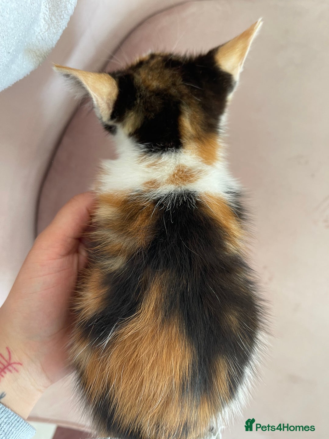 British Longhair cats for sale: 5 ADORABLE FLUFFY BRITISH LONG HAIR KITTENS - Image 10