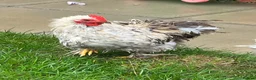 Chickens poultry for sale: Two Friendly Pekin Cockerels in Castle Cary - Advert 7