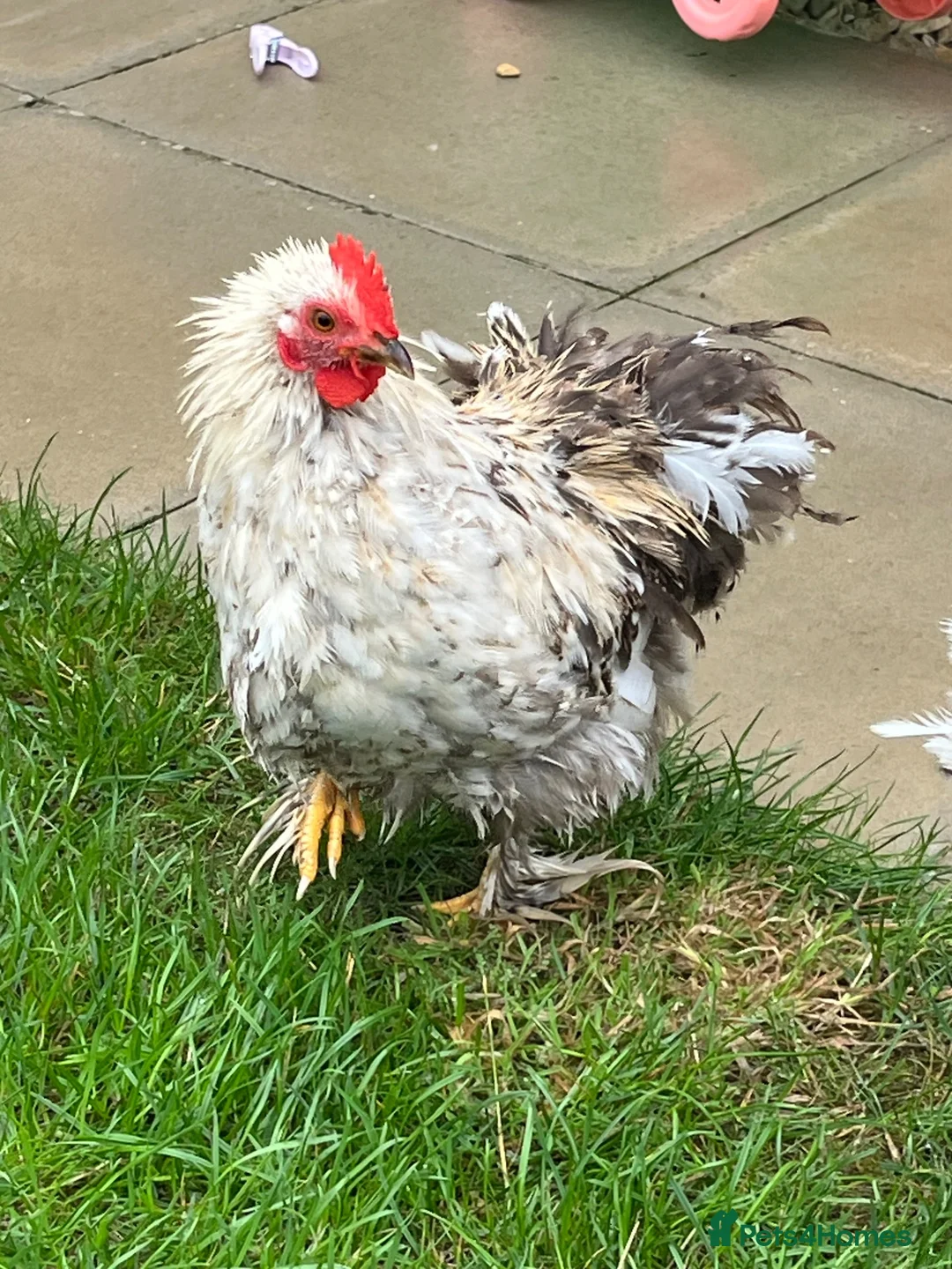 Chickens poultry for sale: Two Friendly Pekin Cockerels in Castle Cary - Advert 7