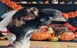 Bernedoodle dogs for sale: ⭐⭐⭐⭐Licensed•Ethical•HomeBreeder - Image 13