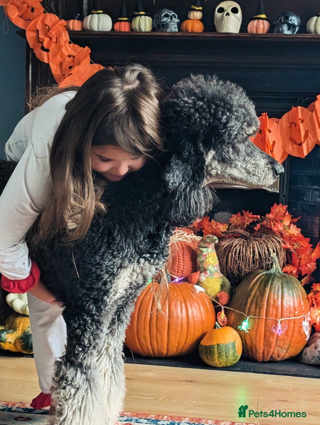 Bernedoodle dogs for sale: ⭐⭐⭐⭐Licensed•Ethical•HomeBreeder - Image 13