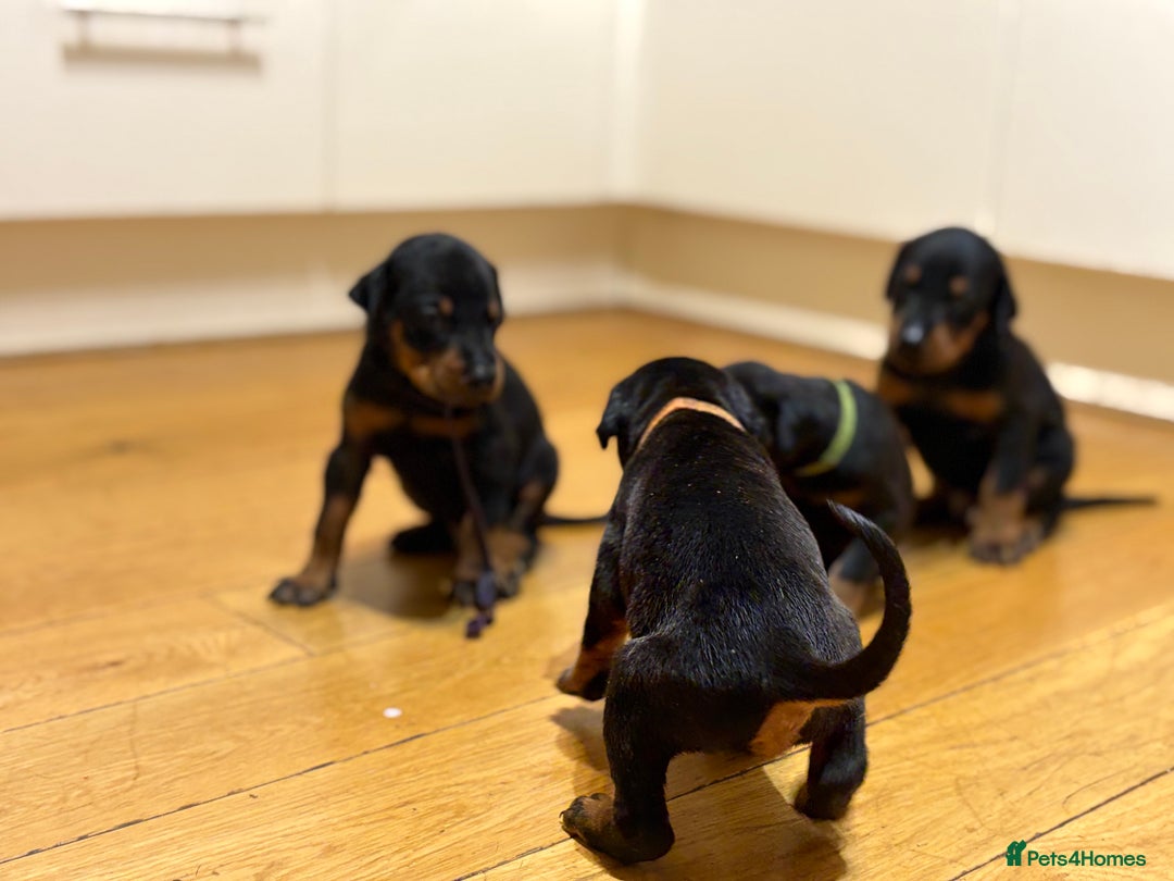 Dobermann dogs for sale: KC Registered Champion-lines Dobermans - Image 16