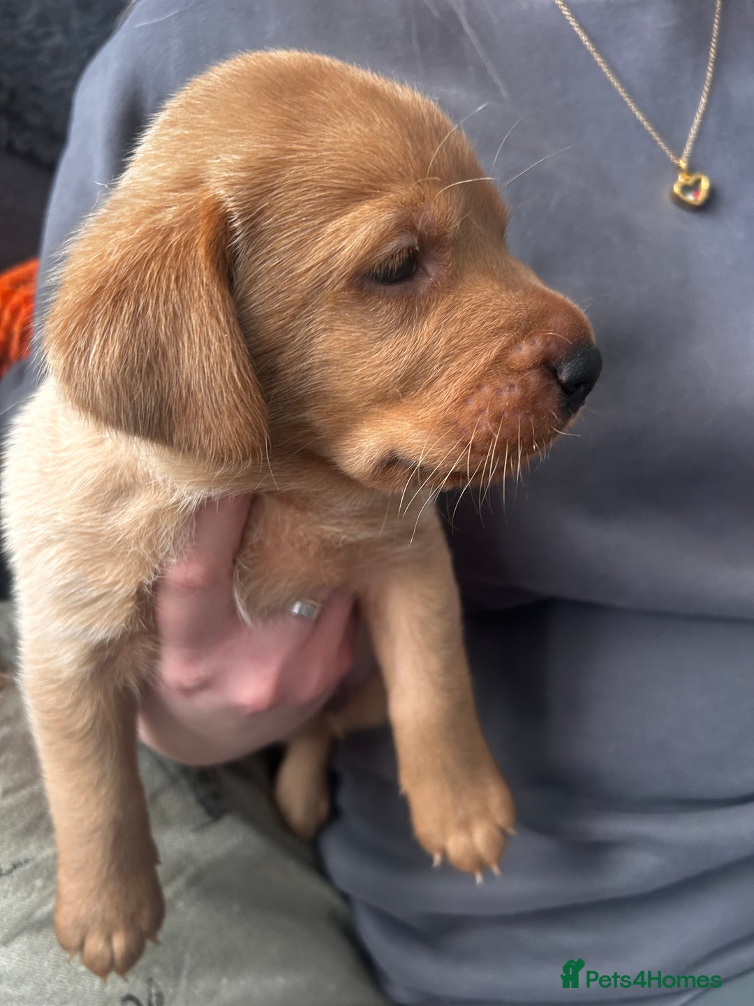 Labrador Retriever dogs for sale: Red fox Labrador puppies  - Advert 5