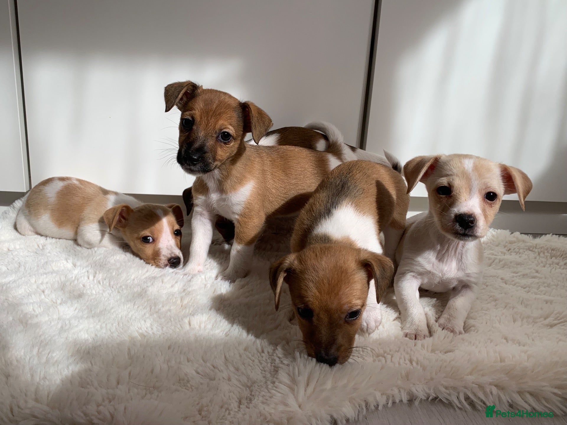 Jack Russell dogs Beautiful Pure Jack Russell Puppies Dogs  - Advert 9