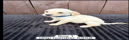 Goldador dogs for sale: Goldador puppies 9 available  - Advert 9