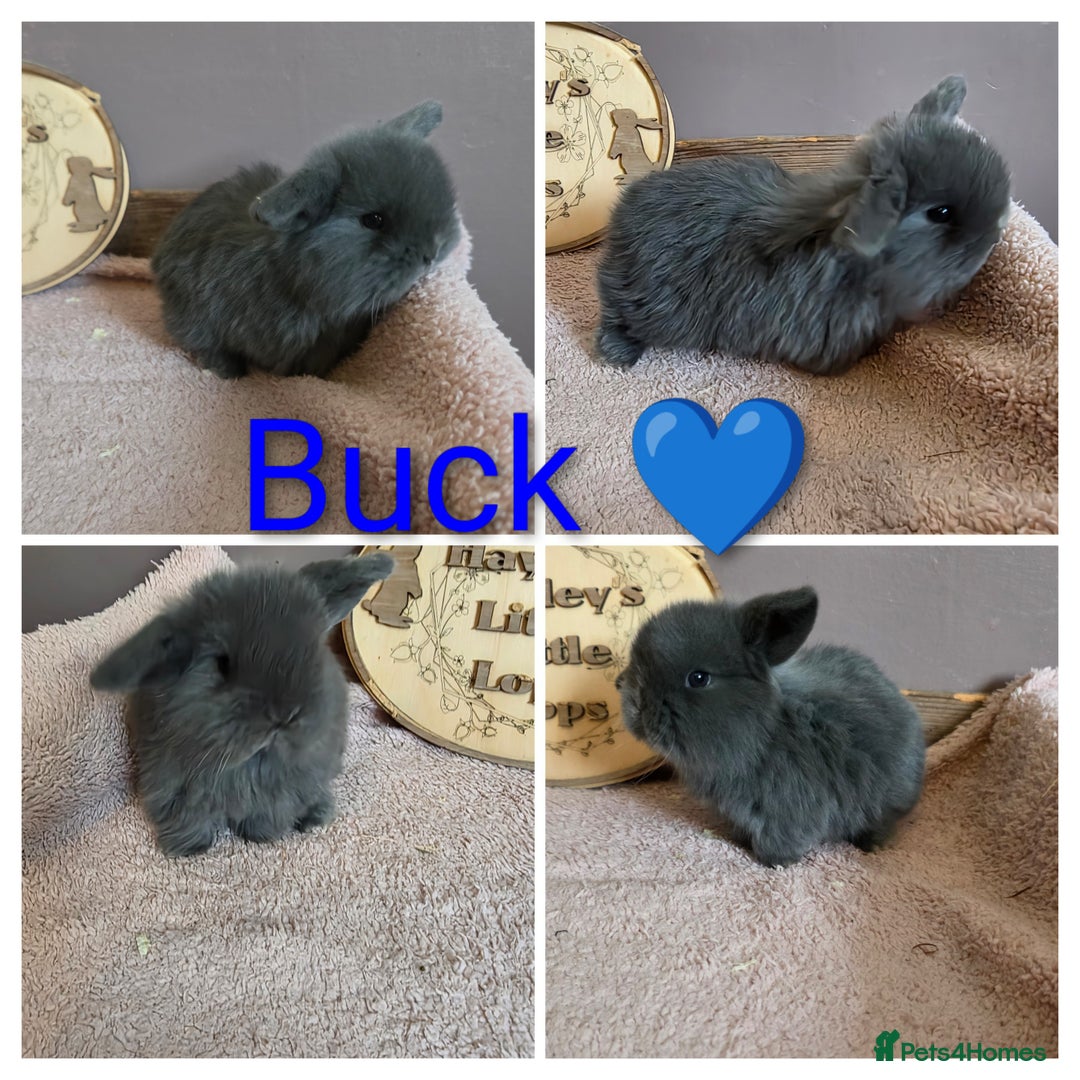 Mini Lop rabbits for sale: Gorgeous pure breed mini lops  - Advert 4