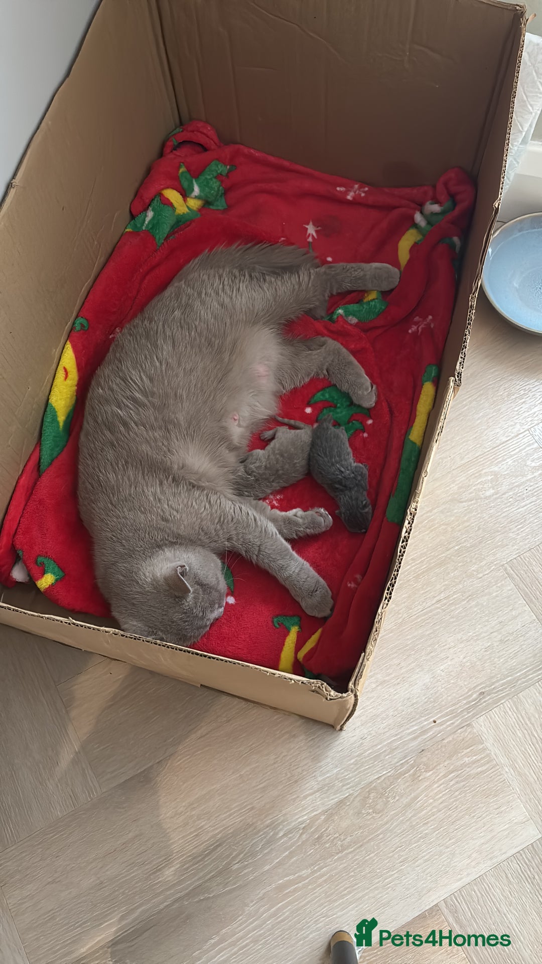 British Shorthair cats for sale: British shorthair kittens  - Advert 3
