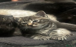 Birman cats for sale: Beautiful pedigree kittens for sale  - Image 3