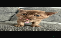 British Shorthair cats for sale: 🐾Beautiful Pedigree Kittens 🐾 READY NOW!!  in Cradley Heath - Image 10