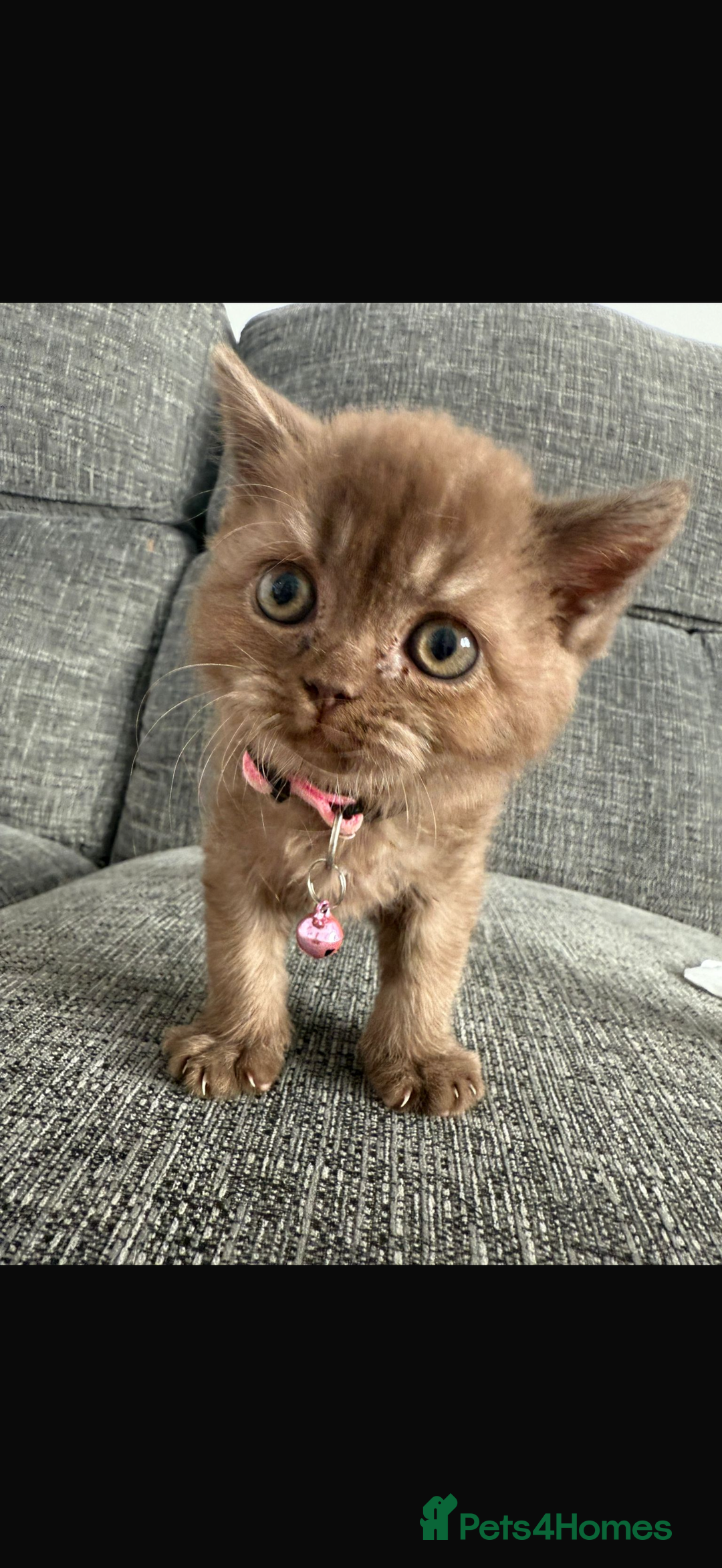 British Shorthair cats for sale: 🐾Beautiful Pedigree Kittens 🐾 READY NOW!!  in Cradley Heath - Image 10