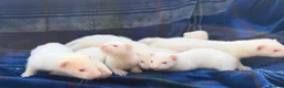 Ferret rodents for sale: Albino Ferret kits for sale  - Advert 14
