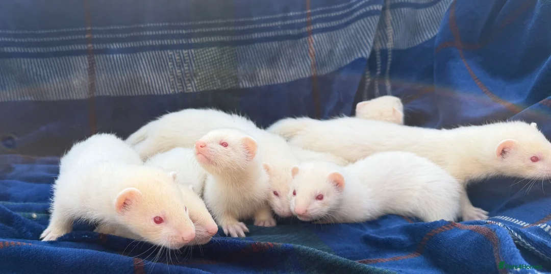 Ferret rodents for sale: Albino Ferret kits for sale  - Advert 14