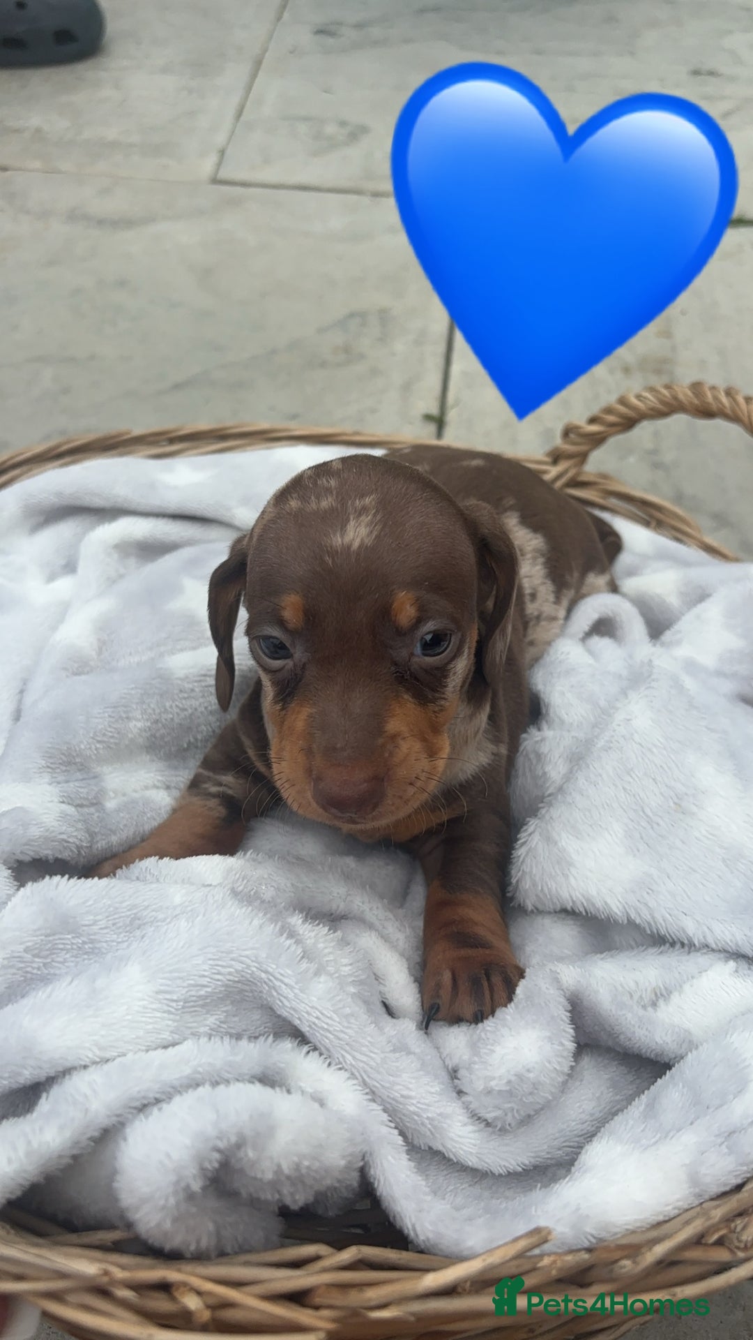 Dachshund dogs for sale: Gorgeous Dachshund Puppies - Image 7