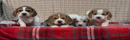 Beagle dogs for sale: BEAUTIFUL (SHOW TYPE) BEAGLE PUPPIES READY NOW - Advert 27