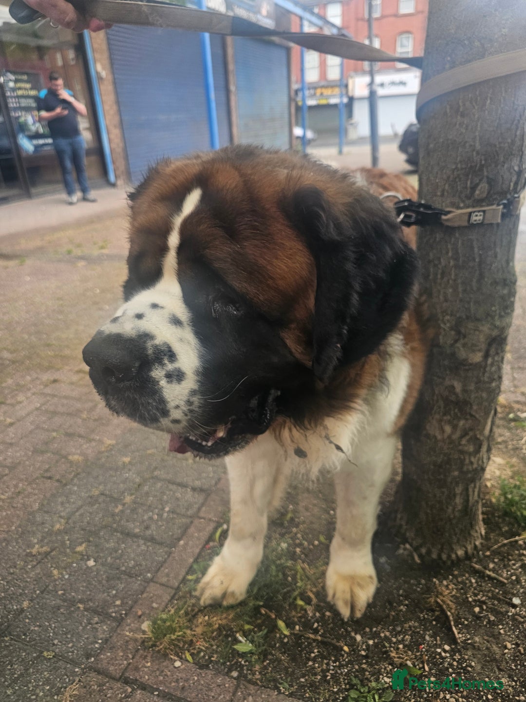 Saint Bernard dogs for sale: 6th Generation St Bernard KC Reg puppies - Image 10