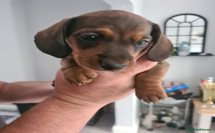 Miniature Dachshund dogs - Advert 14