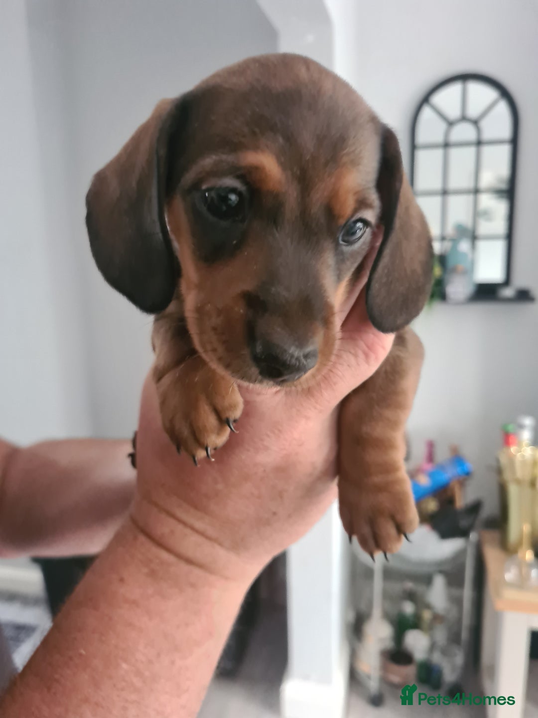 Miniature Dachshund dogs for sale: Minature dashshunds 2 boys 2 girls left - Image 4