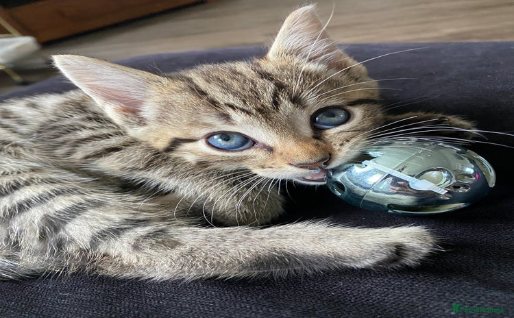 Bengal cats - Advert 16