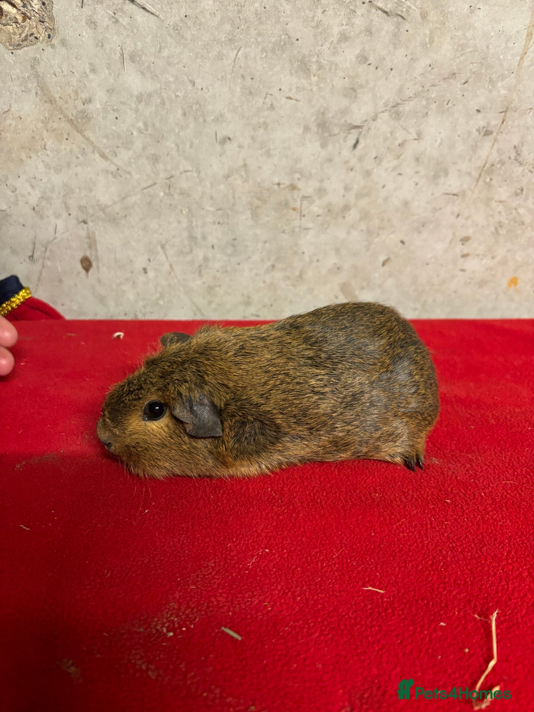 Guinea Pig rodents for sale: Male guinea pigs - Advert 6