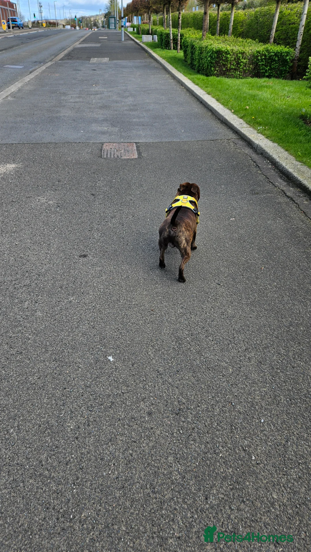 Staffordshire Bull Terrier dogs for stud: Staffordshire bull terrier - KC registered - Advert 7