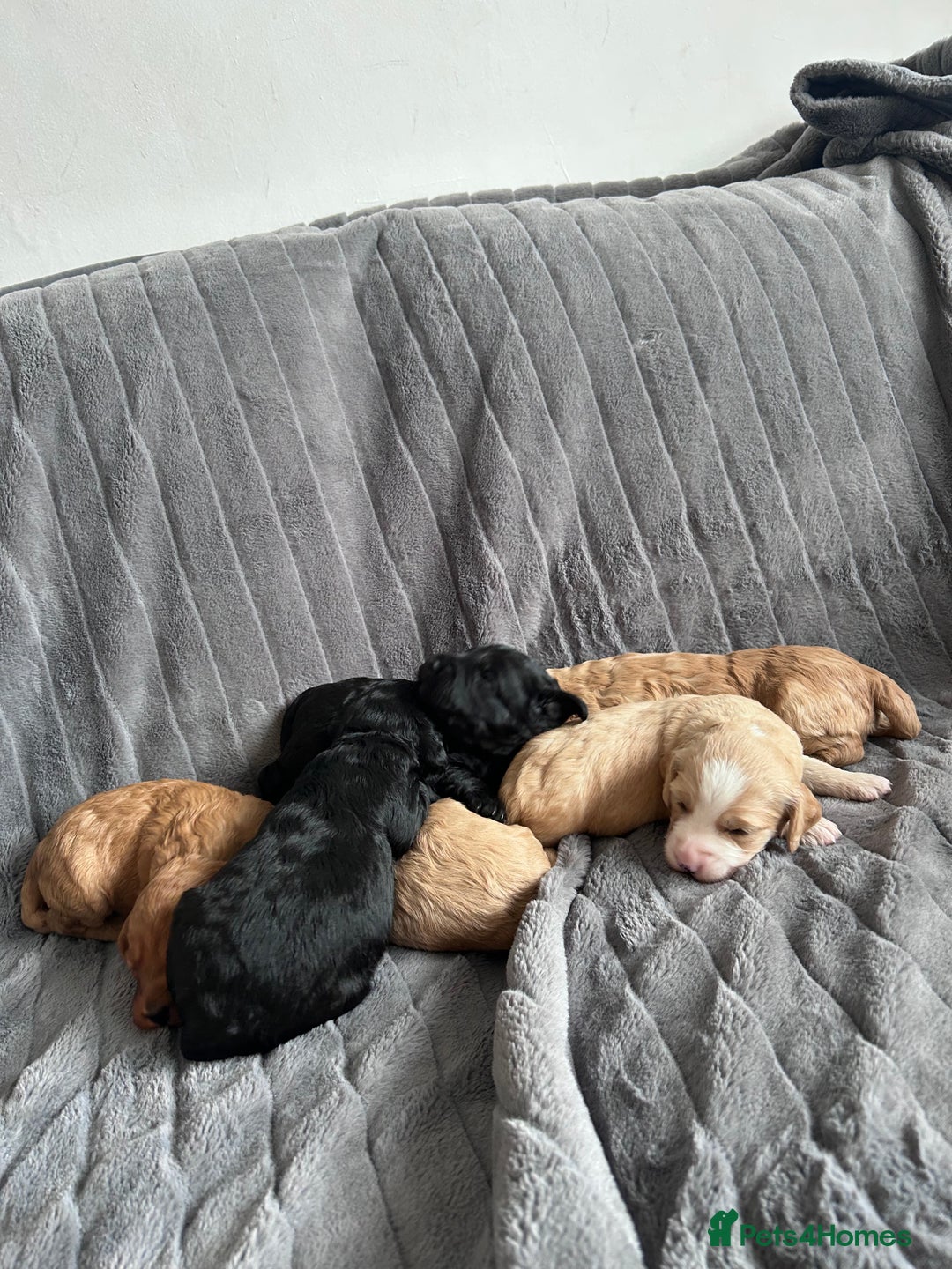 Cockapoo dogs for sale: Stunnning cockerpoos  - Image 3
