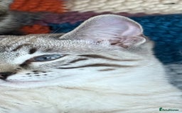 Ragdoll cats for sale: Ragdoll cross tabby in Carlisle - Image 4