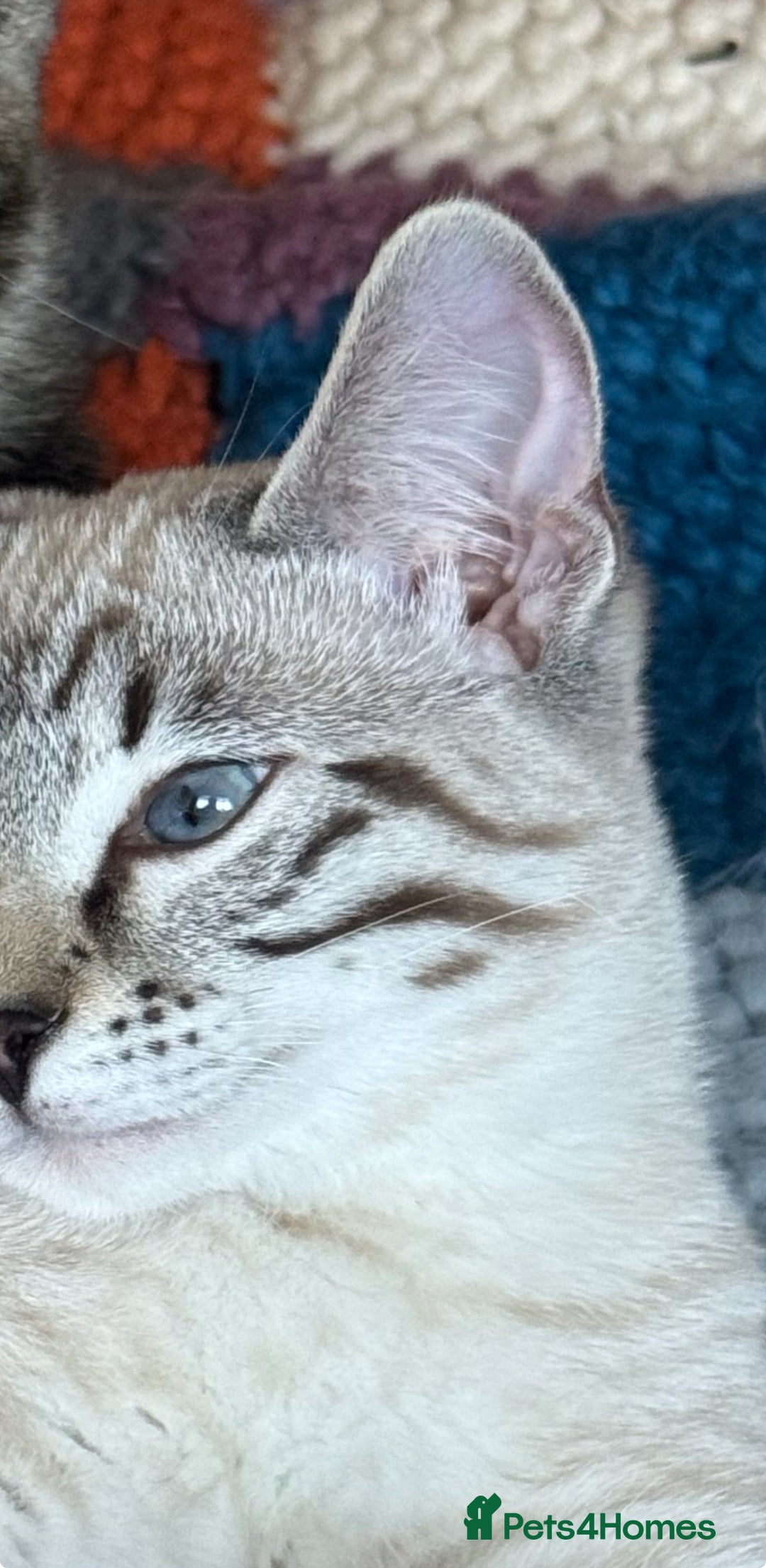 Ragdoll cats for sale: Ragdoll cross tabby in Carlisle - Image 4
